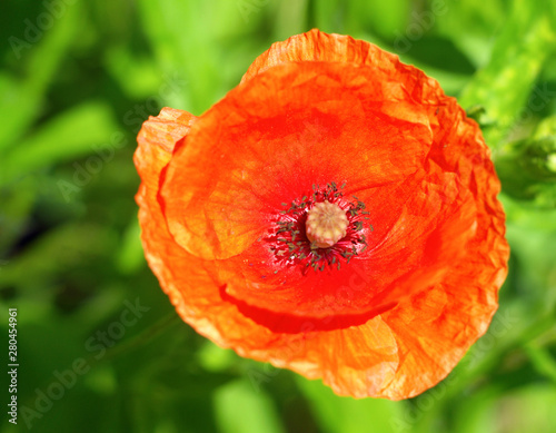 red poppy flower top view on green background