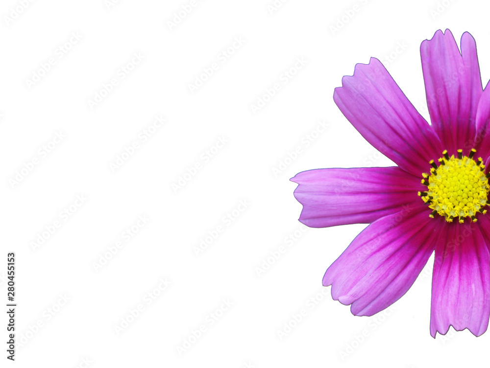 Fototapeta premium pink cosmos flower close-up on a white background located on the right side of the image