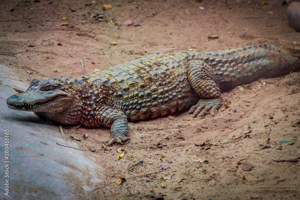 cocodrilo en cautiverio de zoológico cocodrilo en cautiverio de zoológico