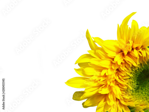 sunflower flower on a white background located in the lower right corner of the image