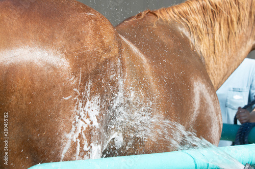 Brown horse being bathed and squirted with hose