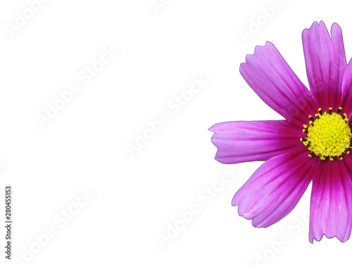  pink cosmos flower close-up on a white background located on the right side of the image