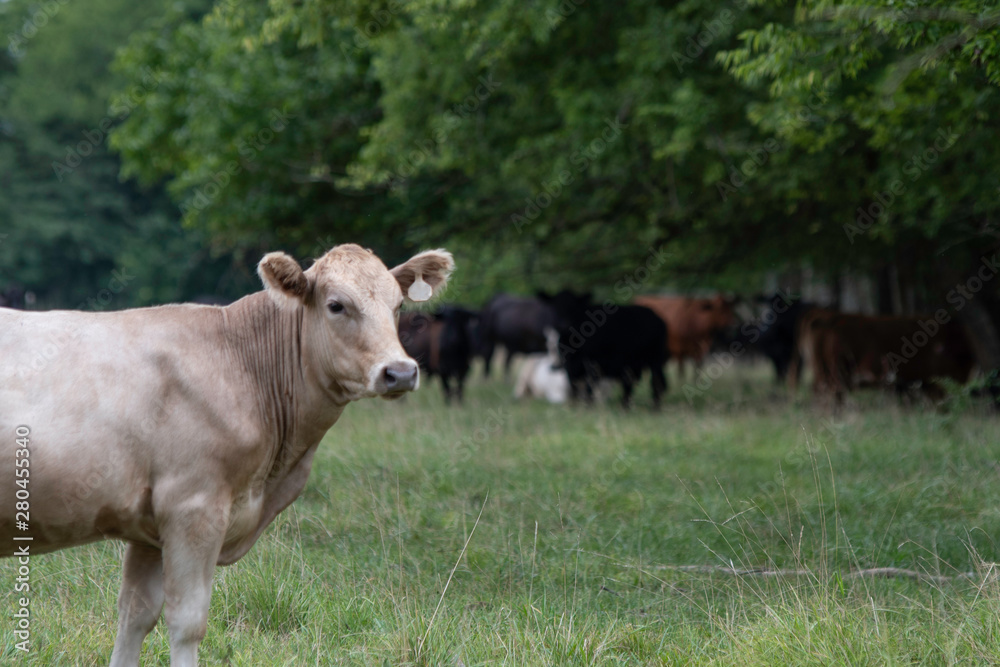 White crossbred heifer with herd out of focus in background White crossbred heifer with herd out of focus in background