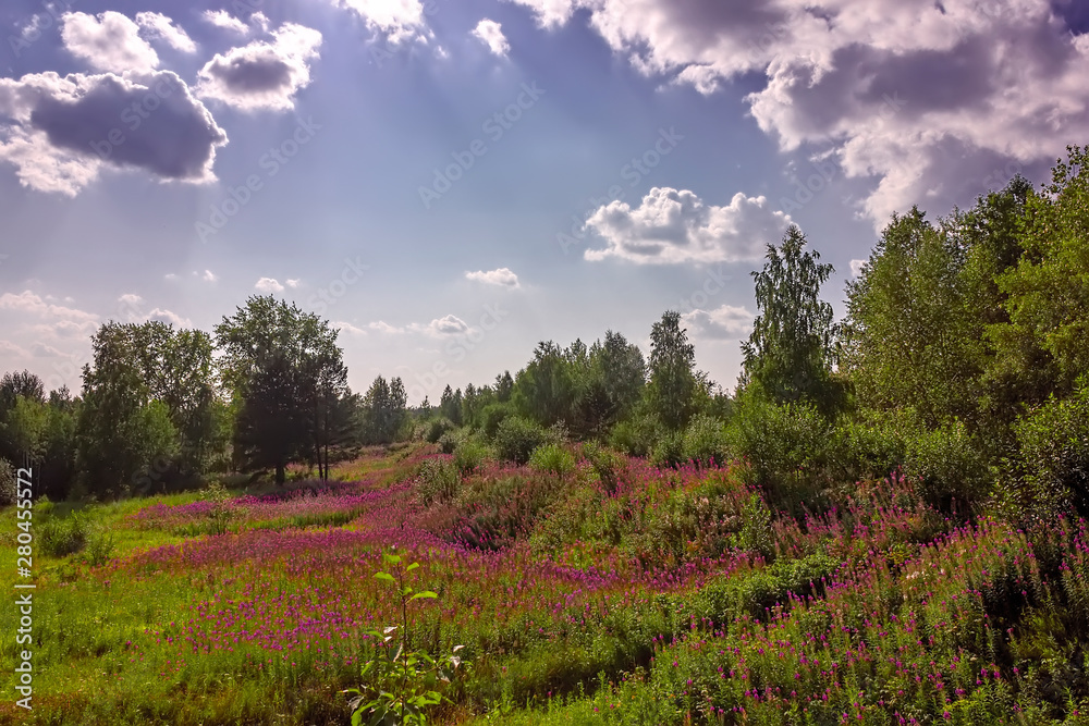 Summer meadow landscape with green grass and wild flowers on the background of a forest.