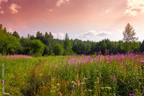 Summer meadow landscape with green grass and wild flowers on the background of a forest. © Anatoliy