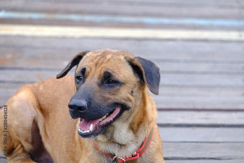 A Thai dog with smiling face standing on a small wooden  bridge 