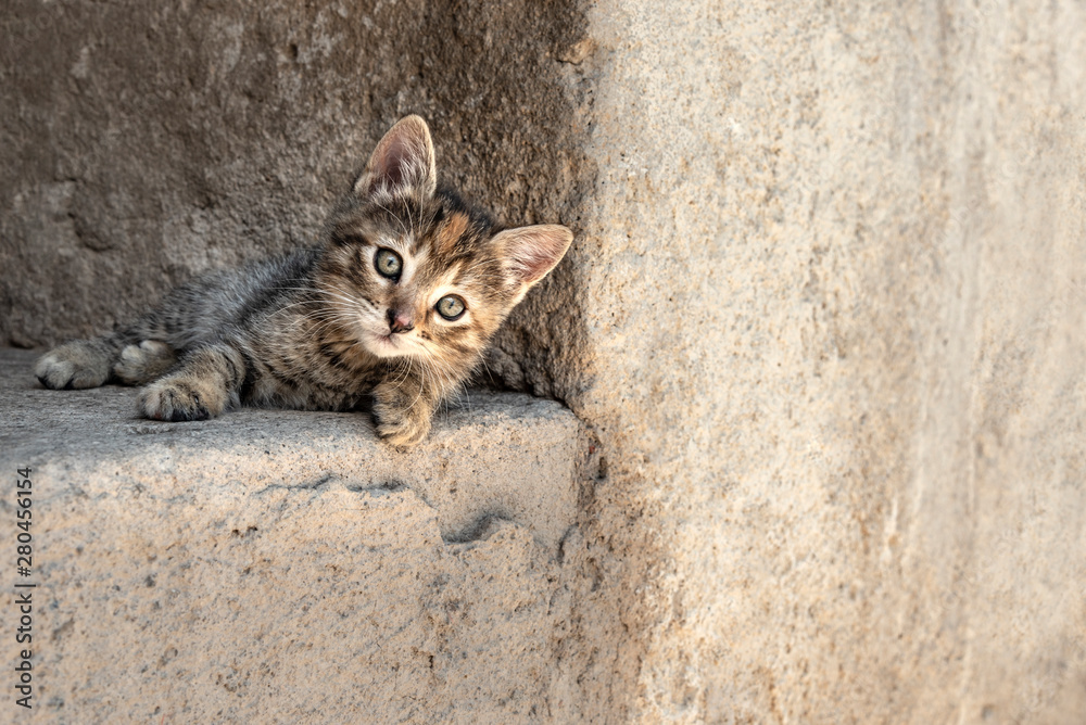 Small stripped kitten. Rural small cat waiting to play Small stripped kitten. Rural small cat waiting to play