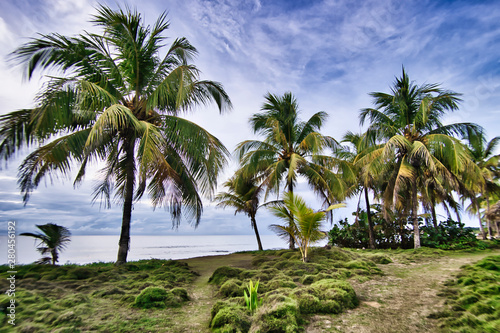 Coconut tree and green grass on the tropical beach. landscape by the beach.