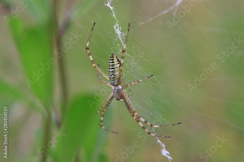 spider (Argiope bruennichi) on web