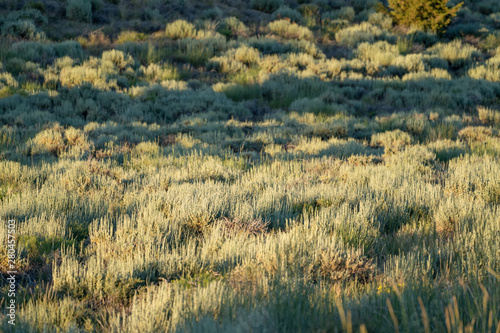 Cuadro en lienzo Backlit sagebrush in the high desert of Eastern Sierra mountains