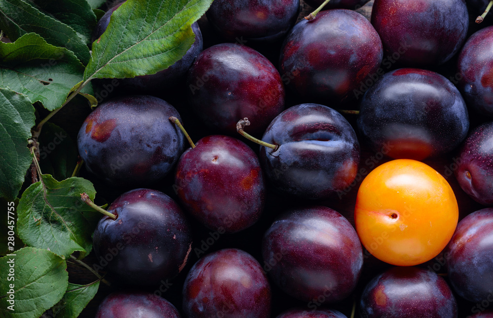 Fototapeta premium Ripe juicy plums with leaves.
