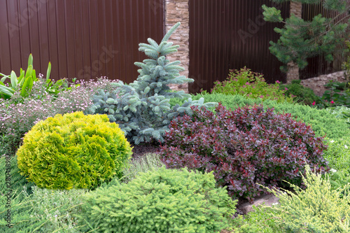 Slika na platnu Composition of coniferous and decorative plants