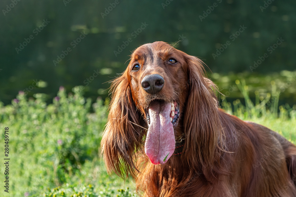 Beautiful portrait of red dog Russian Greyhound Borzoi with open mouth and big pink tongue on green grass in a park in summer