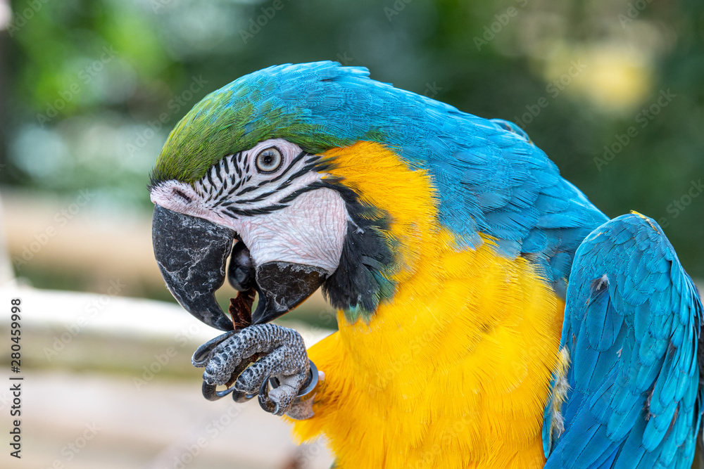 Obraz premium Blue and Yellow Macaw Perched in a Tree