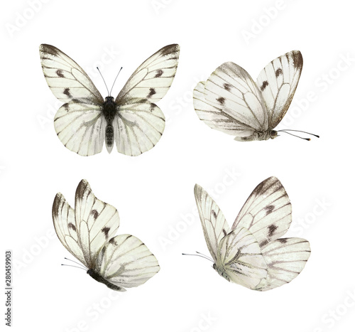 Set - four beautiful white butterflies Pieris napi with black spots and streaks in different poses fluttering, isolated on a white background. © Laura Pashkevich