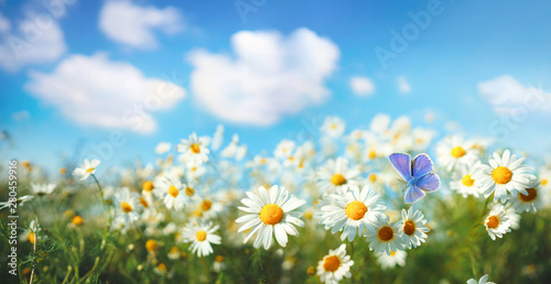 Chamomiles daisies macro in summer spring field on background blue sky with sunshine and a flying butterfly , panoramic view. Summer natural landscape with copy space.