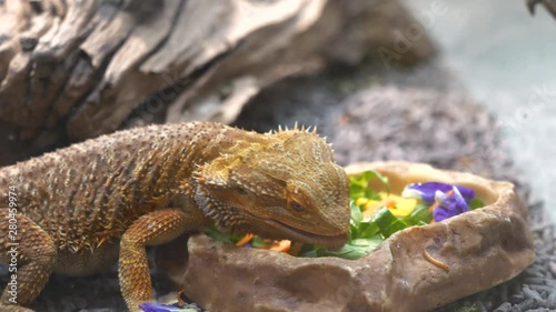 Bearded dragon eating food, close up.