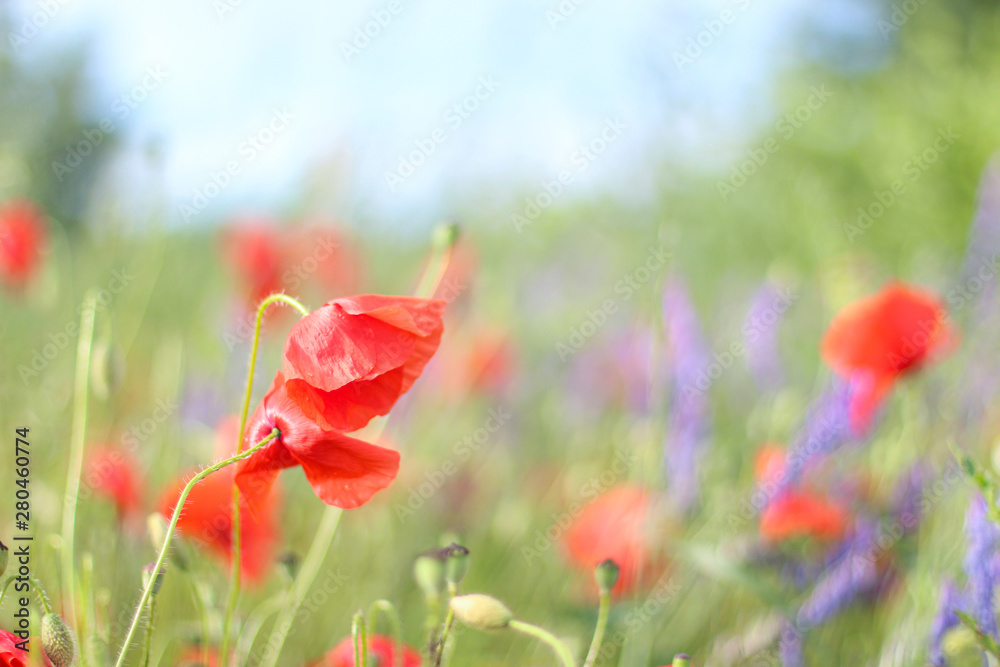 Naklejka premium Poppy Wildflower Fields