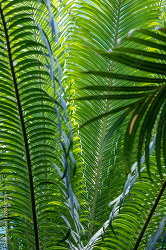 Vertically lush green leaves of cycas revoluta  texture and background