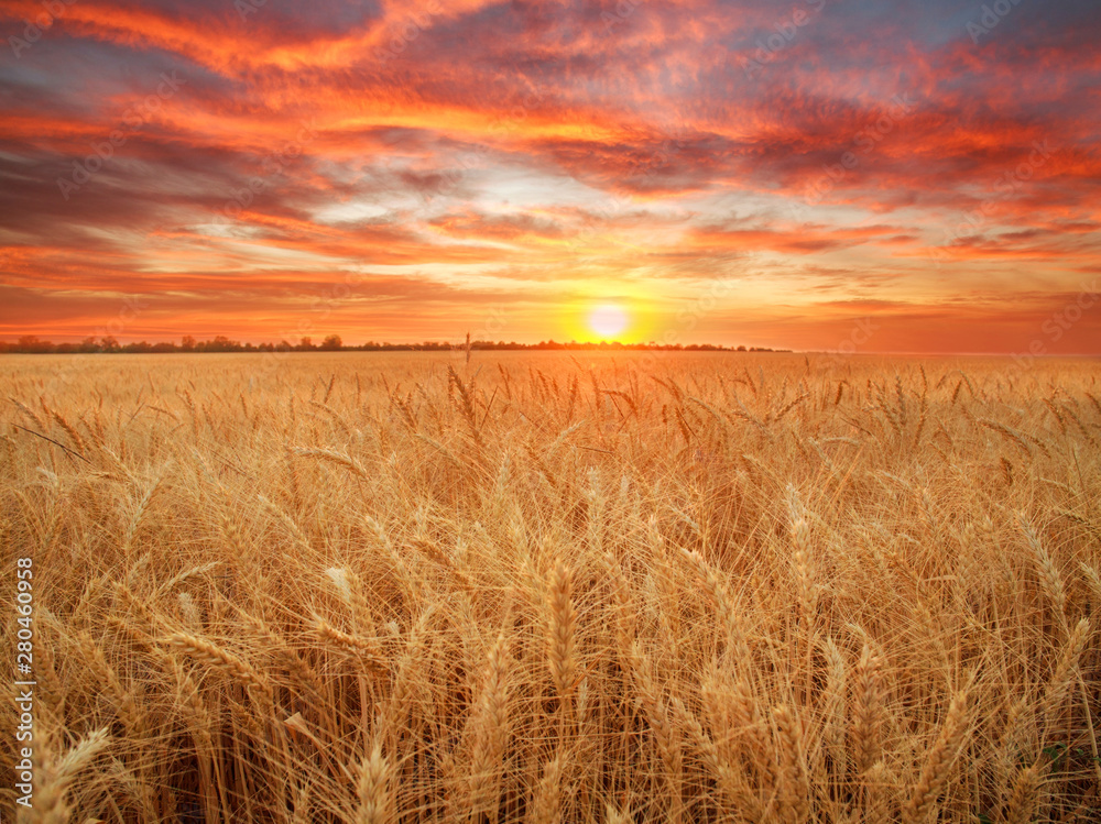 Wheat field ripe grains and stems wheat on background dramatic sunset, season agricultures grain harvest