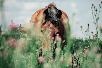 Foto auf Leinwand Pferde Schönes rotes Pferd, das auf einer Wiese weiden lässt  © matilda553