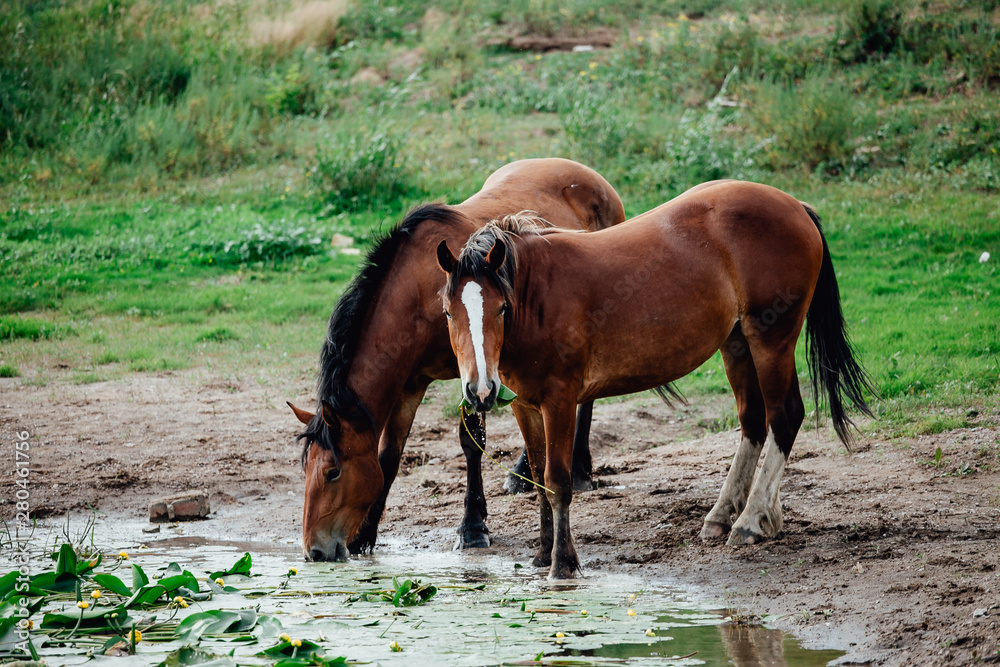 brown horse eating grass and drinking water brown horse eating grass and drinking water