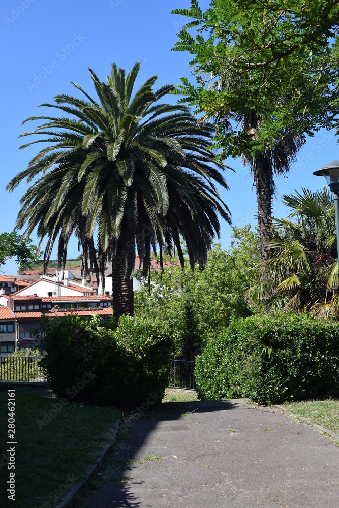 Fototapeta premium Jardines con palmera en verano.
