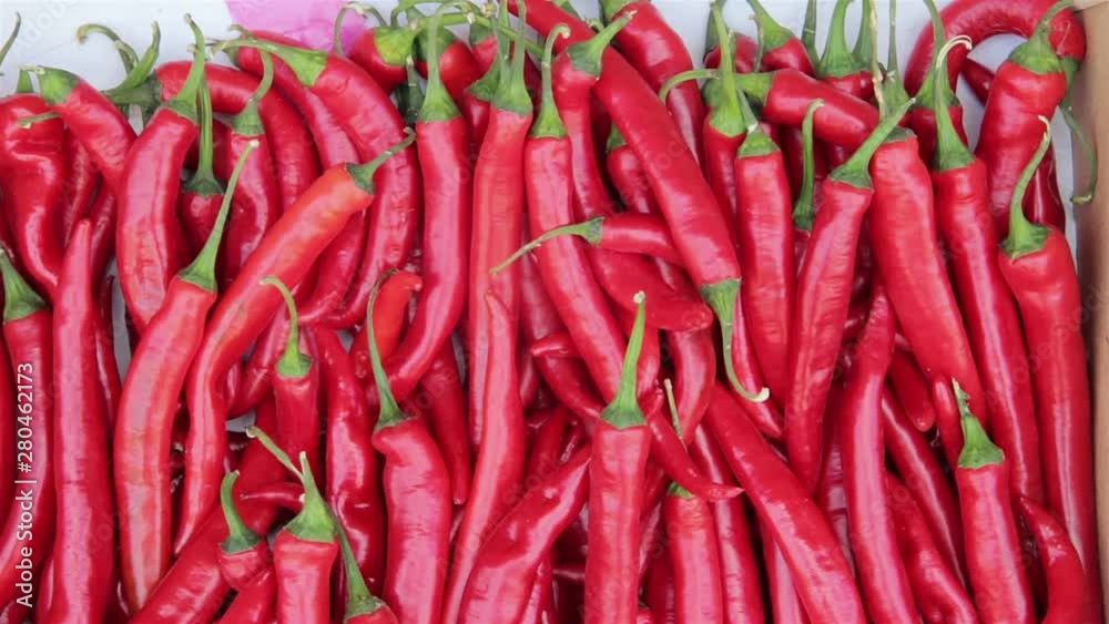 Red chili pepper close up. Harvest Red chili pepper close up. Harvest