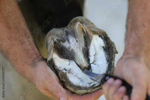 Closeup photo of hooves of a saddle horse on animal farm at rural animal farm © acceptfoto