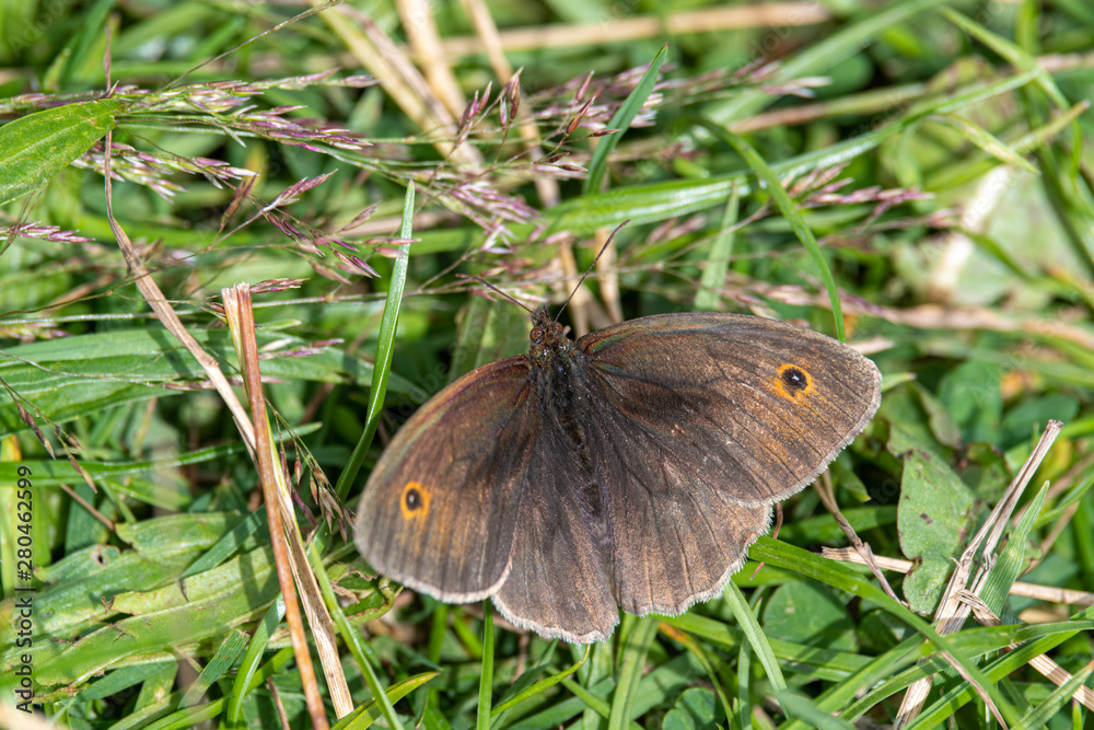 Obraz premium Meadow Brown Butterfly Resting on the Ground