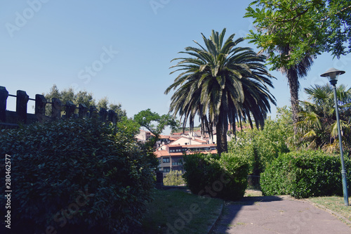 Jardines con palmera en verano.