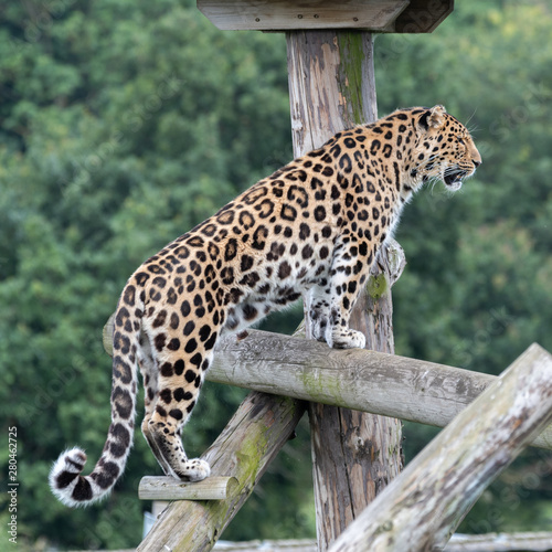 Majestic Amur Leopard Climbing a Wood Frame © Ian