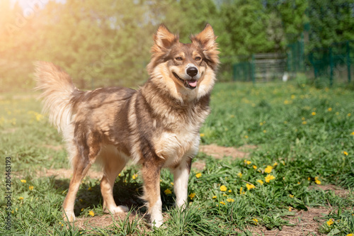 Photo of ginger dog on walk on lawn with dandelions in park