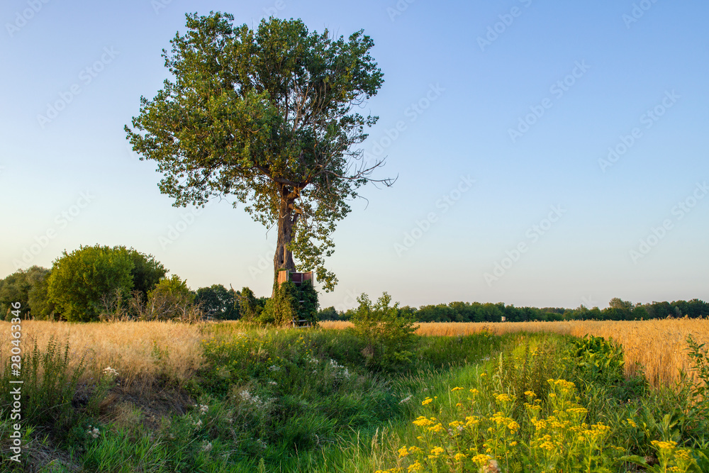 Fototapeta premium ein Hochsitz am Waldrand 