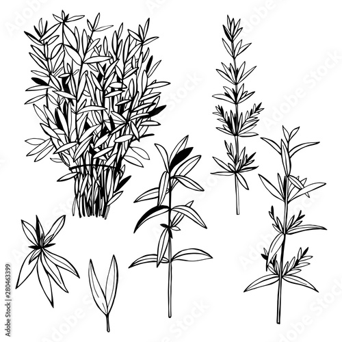Hand drawn spicy herbs.  Savory. Vector sketch  illustration.