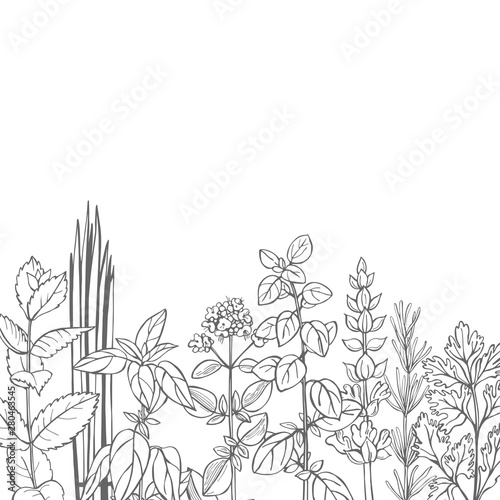 Hand drawn spicy herbs.  Vector  background. Sketch  illustration.