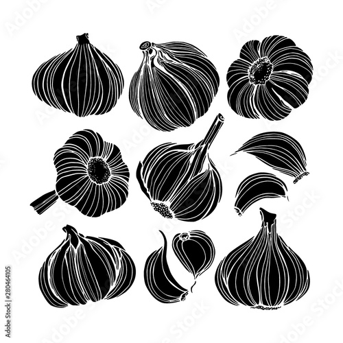 Hand drawn garlic