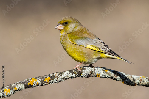 Bird - Greenfinch (Chloris chloris) is a small songbird of the family Fringillidae and order of the Passeriformes. © J.C.Salvadores