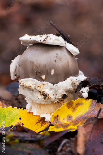 Vaginata Amanita growing in the forest floor in autumn photo