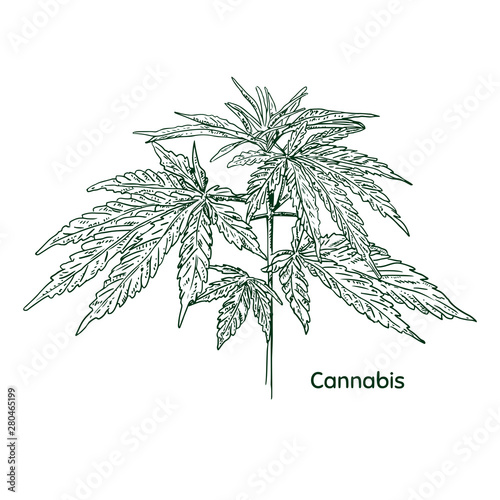 Hand drawn cannabis plant. Isolated sketch of marijuana twig. Vector illustration.