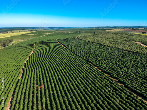 Aerial view of coffee mechanized harvesting in Brazil.