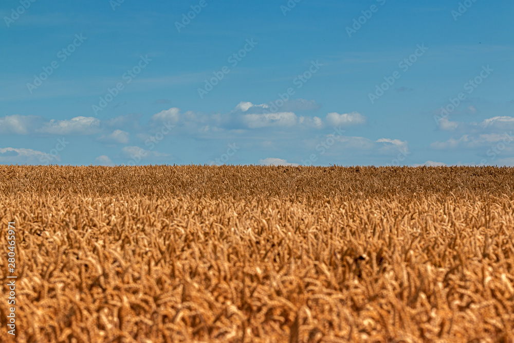 Naklejka premium feld mit horizont