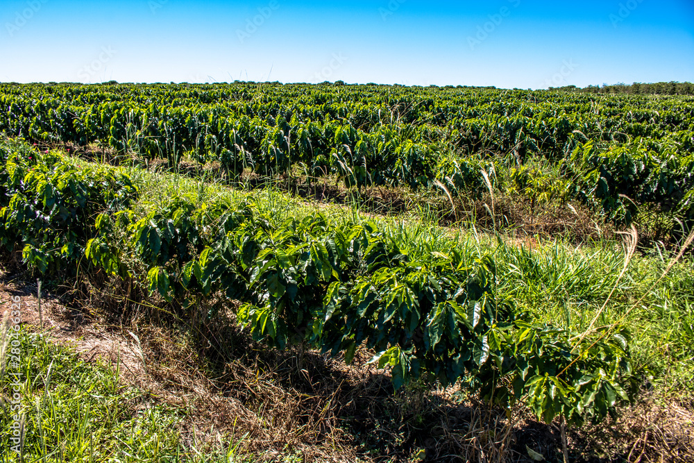 view of green coffee field in Brazil