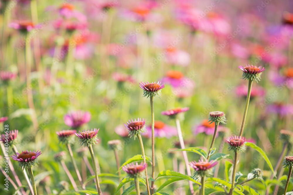 A Field Of Echinacea Flower In Selective Focus A Field Of Echinacea Flower In Selective Focus