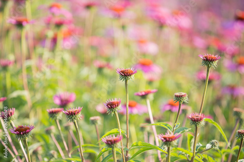 A Field Of Echinacea Flower In Selective Focus