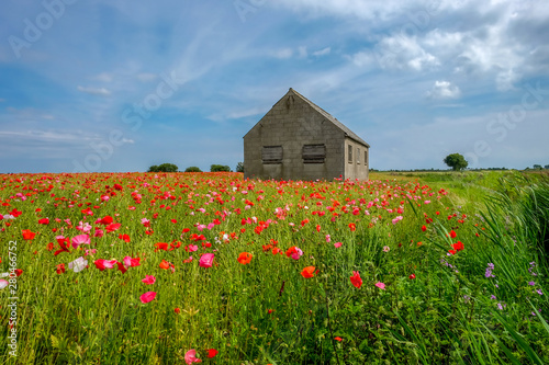 Field of vivid poppies with old barn photo