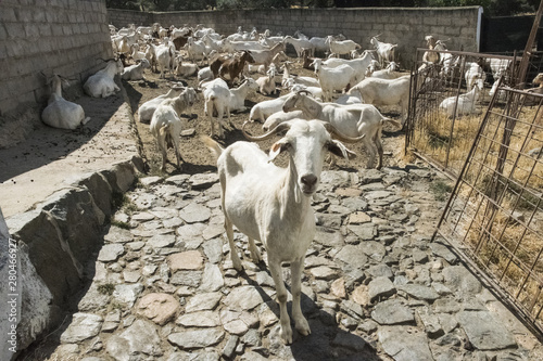 Obraz w ramie Flock of white goats in milking farm