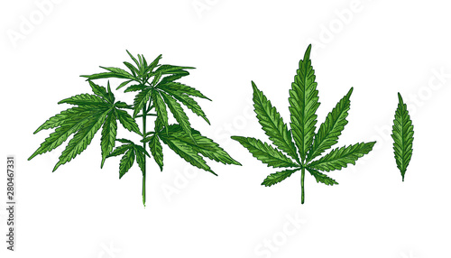 Hand drawn colorful hemp plant. Green cannabis leaf and twig on a white background vector illustration. © Hitriy lis