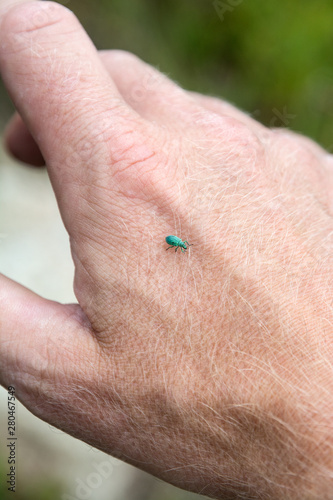 view of the green beetle on male hand