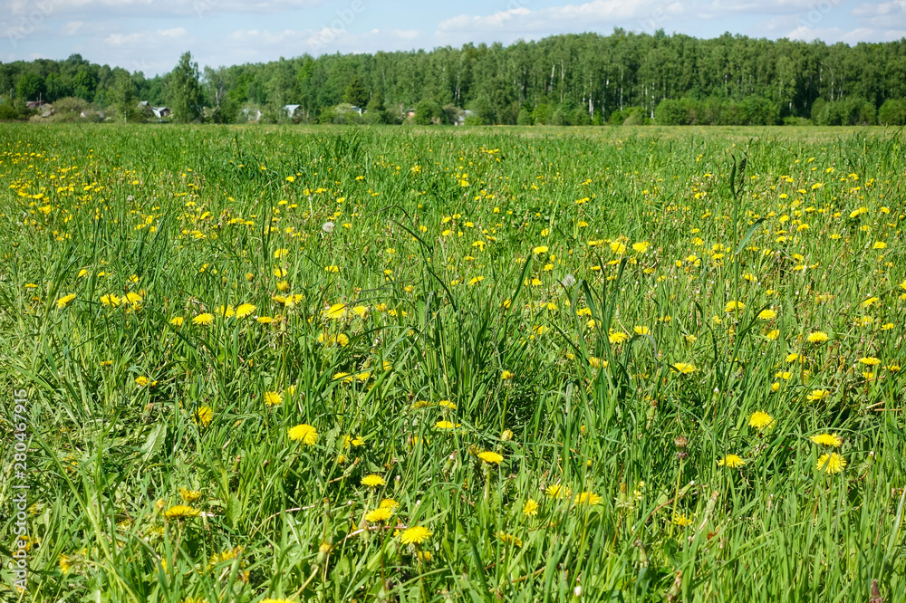 Beautiful pastoral landscape. Field with yellow flowers and green grass.